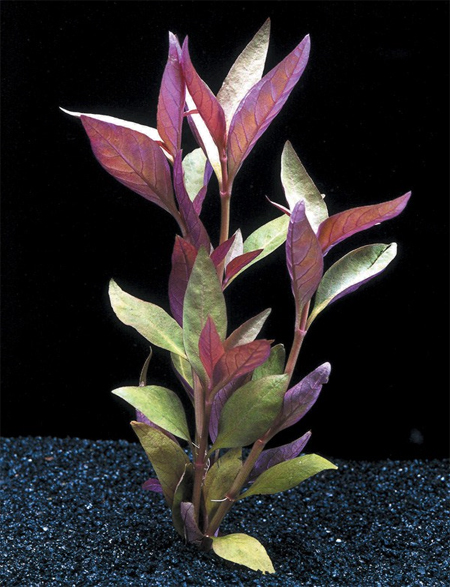 Альтернантера Рейнека (Alternanthera reineckii, alternanthera rosaefolia). Аквариумные растения. Описание растений для аквариумов