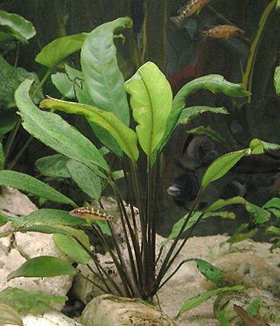 Анубиас Афцели (Anubias afzelii). Аквариумные растения. Описание растений для аквариумов