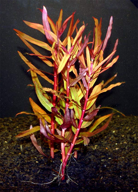 Аммания изящная, Аммания грацилис (Ammannia gracilis). Аквариумные растения. Описание растений для аквариумов